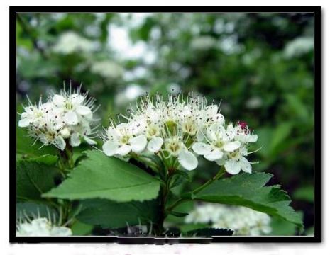 Crataegus Dahurica Extract  